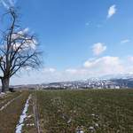 Sentier avec arbre, vers Fribourg