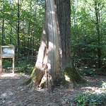 Forêt de Galm : le vieux chêne Eichenätti