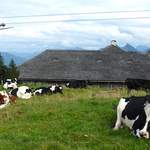 Le chalet à bétail de la Chia (1309 m), poste 4