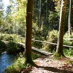 Petit pont dans la forêt, juste avant le Petit-Prary