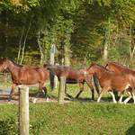 Elevage de chevaux à Galmguet